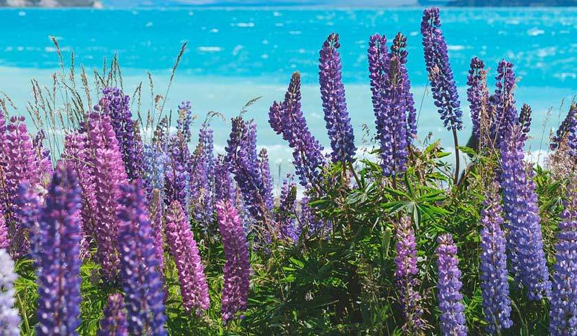 offer hotel girasol offer hotel girasol